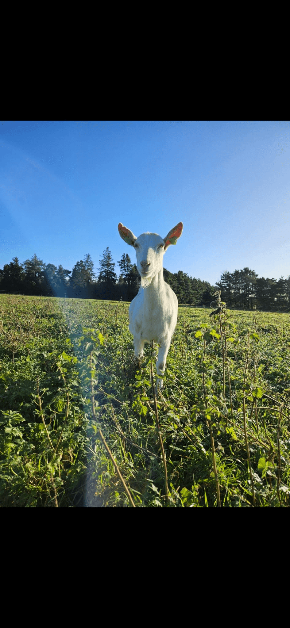 Goat on the farm