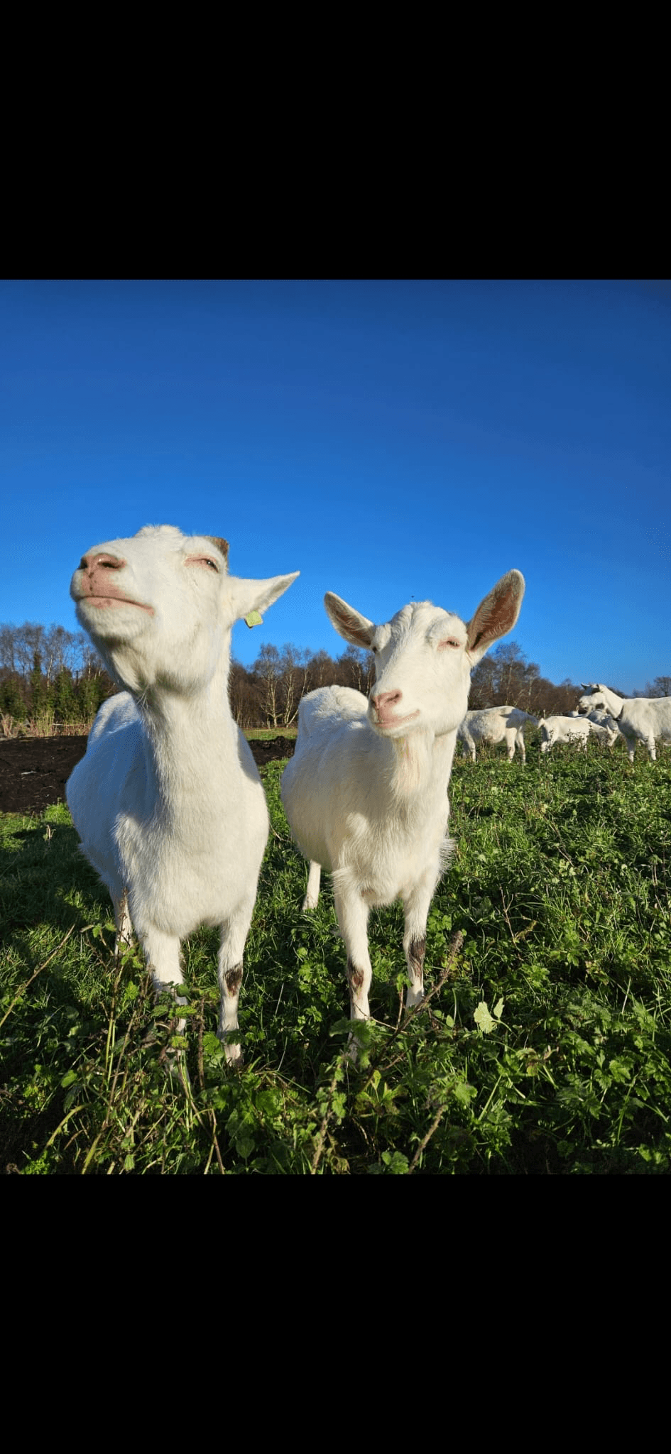 One of our does on the farm in Donadea