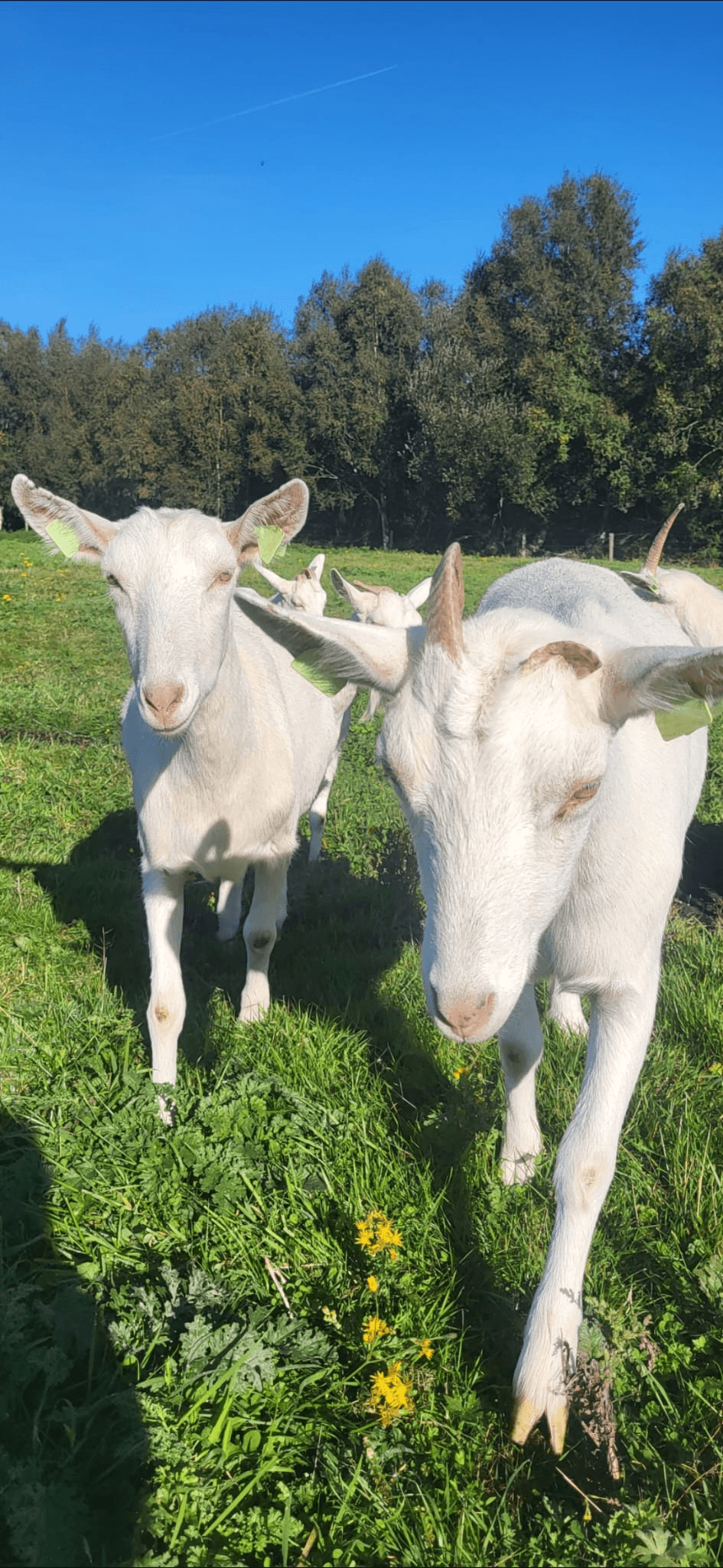 Goat on the farm